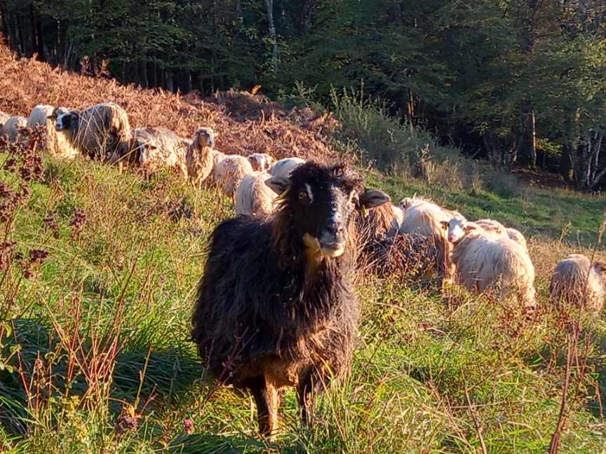 LA FIEVRE CATARRHALE OVINE (FCO) ET LA SITUATION DES ELEVEURS EN CHARTREUSE